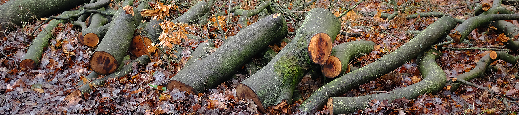 Forest Fuels